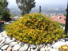 Noreen Photo yellow plant